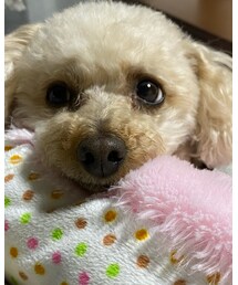 甘えん坊のチャコちゃん🌸 | ペットウェア