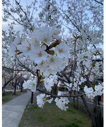 近所の桜🌸 | この桜だけ満開🌸(その他)