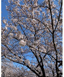 桜と青空🌸 | その他