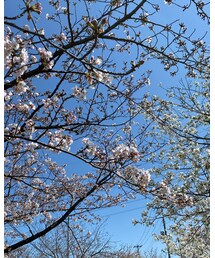 桜って、やたら写真を撮りたくなる🌸 | その他