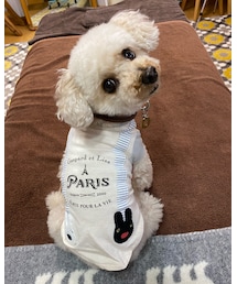 モデルポーズのチャコ🌸 | ペットウェア