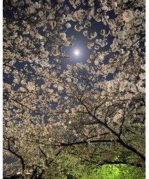 今日の夜桜🌸 | その他
