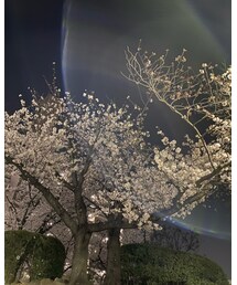 今日の夜桜🌸 | その他