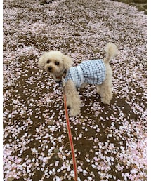 チャコは桜のじゅうたんを歩いたよ🌸 | その他
