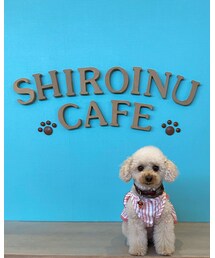 しろいぬカフェに行ってきたよ🐶💕 | しろくまの次はしろいぬ！🐩✨お利口さんて褒められたね💗(ペットウェア)