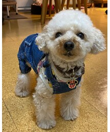 チャコもオバオル大好き💗 | チャコはLeeのオバオルだよ💗(ペットウェア)