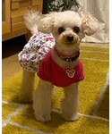 チャコは8歳になったよ🎂✨の「ペットグッズ(ペットウェア)」