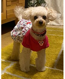 チャコは8歳になったよ🎂✨ | まだ余裕で待ってるお顔(ペットウェア)