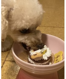 ケーキにがっつくチャコ(笑) | 躍動感に溢れる食べっぷり(その他)