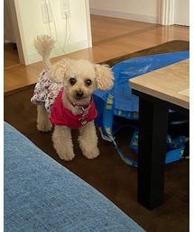 遊んで遊んで💗 | つゆぽん大好き!(その他)