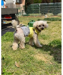 チャっこラン✨ | ペットウェア