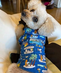 チャコはスヌーピーアロハシャツだよ🏖 | ペットウェア