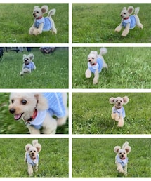 チャコ走る‼️ | ペットウェア