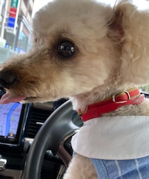 運転手はチャコちゃん🌸 | ペットウェア