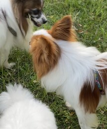 チャコに群がる男達💗 | ハクくんの顔がわからないけど、手前の白いコ(ペットウェア)