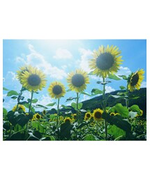 🌻 | その他