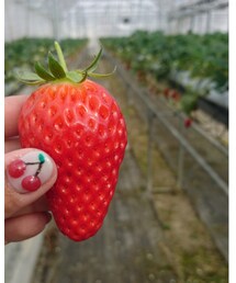 🍓 | その他