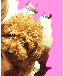 我が家の愛犬 | その他