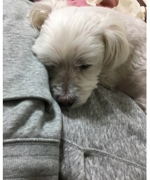 愛犬のマル | その他