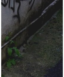 坩堝 | ソックス/靴下