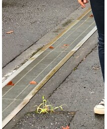 Lee | その他パンツ