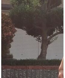 OLD NAVY | Tシャツ/カットソー