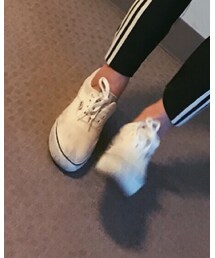 VANS | スニーカー