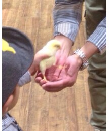 ひよこ | その他