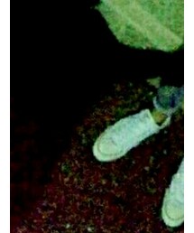 CONVERSE | その他シューズ