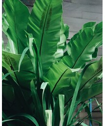 cotton on | タンクトップ