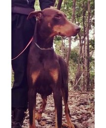 ドーベルマン | パートナー
(その他)