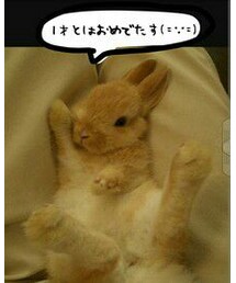 で❇ | ラビットからのお祝い。😆😆👏👏(ラッピングキット)