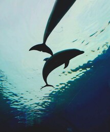 🐬✨ | ﾛﾏﾝﾁｯｸな写真撮ーれた♪😊👍(ラッピングキット)