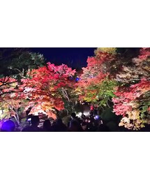 長谷寺の紅葉ライトアップ♪ | その他