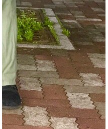 NEPENTHES | ソックス/靴下