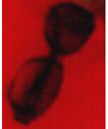 GAP | サングラス