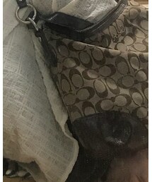 COACH | ショルダーバッグ