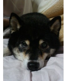 柴犬のお嬢 | 黒豆柴犬(その他)