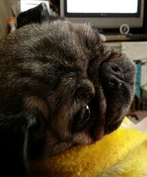 パグ犬お嬢がさらに不細工になってた(笑) | その他