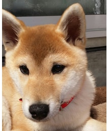 実家に新しい家族が増えてた! | 柴犬(その他)