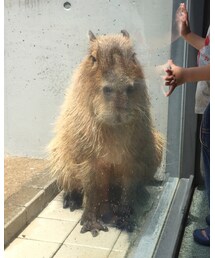 カピバラさん | その他