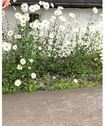 STEVENSON OVERALL CO. | デニムパンツ