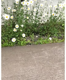 VINTAGE | シューズ