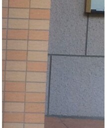 Hollister | シャツ/ブラウス