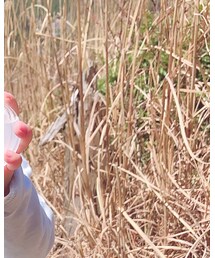 X-girl | トップス