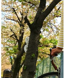 SAKULA | デニムパンツ