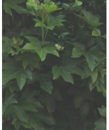 suicoke | サンダル