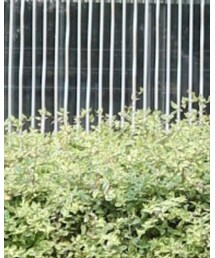 MICA&DEAL | Tシャツ/カットソー