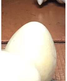 たまご | その他