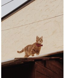 猫 | その他